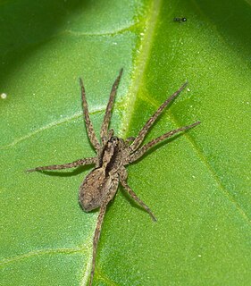 <i>Alopecosa kochi</i> Species of spider