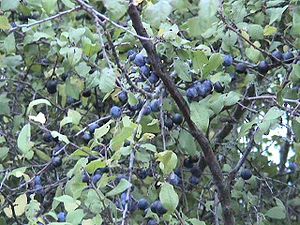 Blackthorn (Prunus spinosa), with fruits