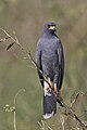 Male, Pantanal/Brazil