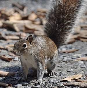 Allens Hörnchen – Wikipedia