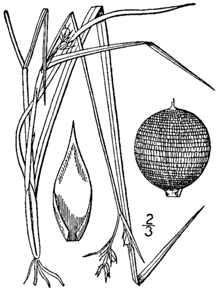 File:Scleria reticularis BB-1913.png