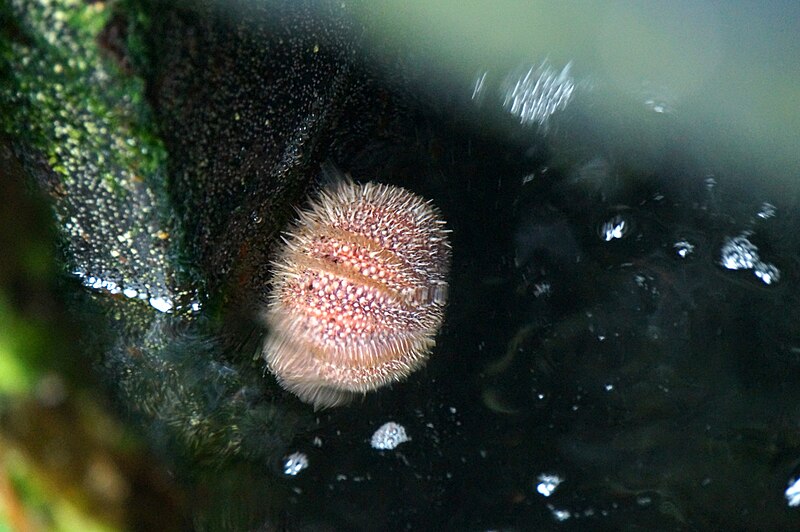 File:Sea urchin on the pier at Out Skerries - geograph.org.uk - 5796931.jpg