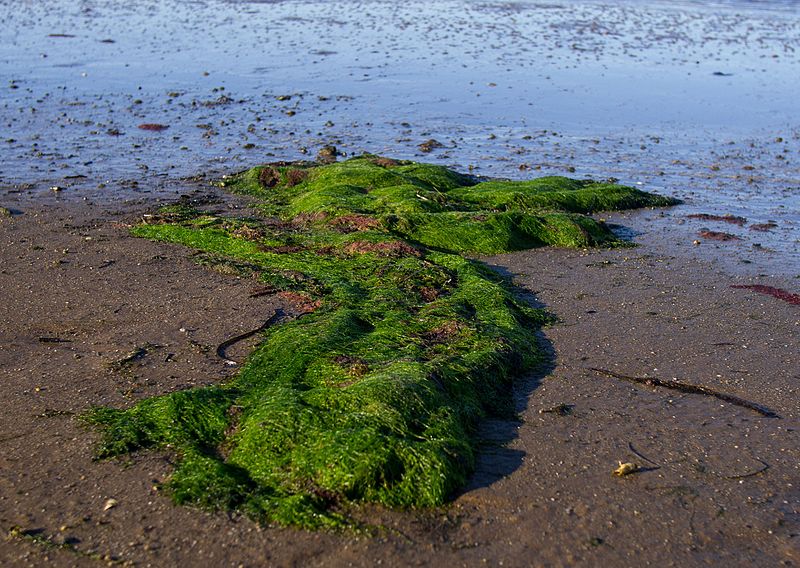 File:Seagrass (52314).jpg