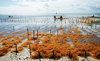 <span class="mw-page-title-main">Algaculture</span> Aquaculture involving the farming of algae