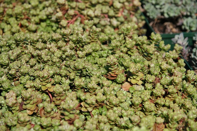 File:Sedum ternatum 4zz.jpg