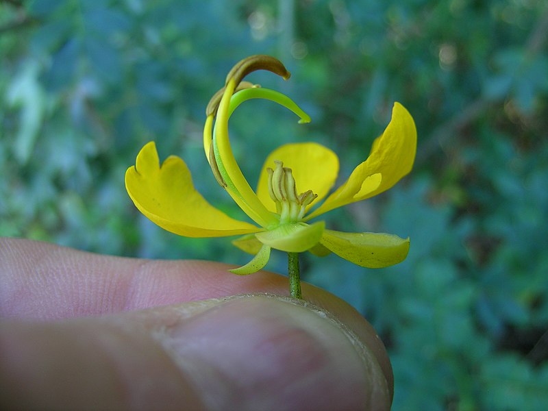 File:Senna pendula flower NC2 - 48736257301.jpg