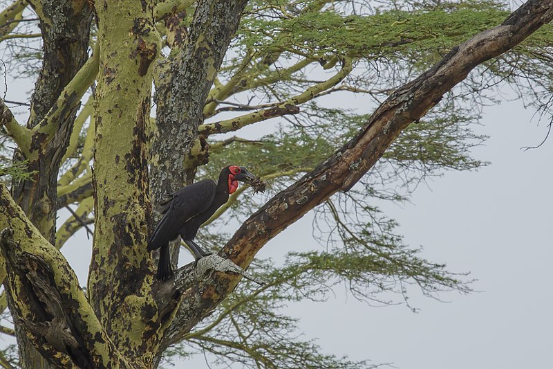 File:Serengeti National Park 2021-07 - southern ground hornbill (Bucorvus leadbeateri).jpg