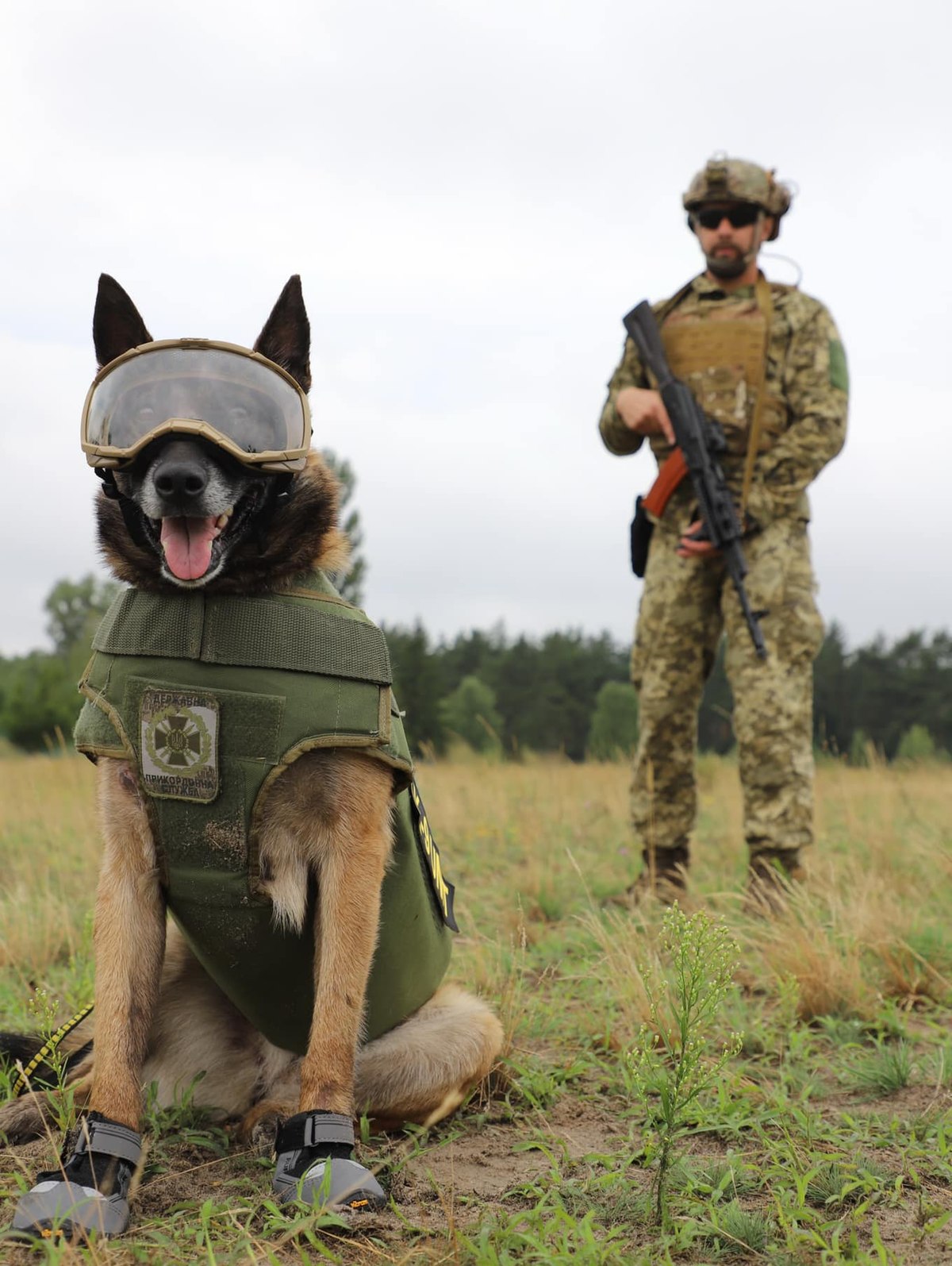 Боевые собаки — Википедия