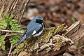 Black-throated blue warbler Paruline bleue