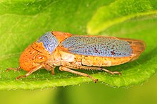 Sharpshooter - Onkometopia clarior, Milliy Butterfly Center, Missiya, Texas.jpg