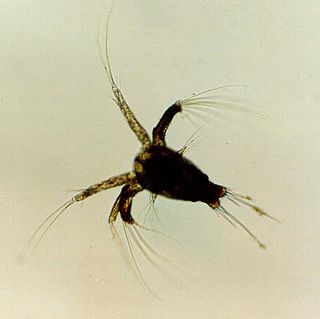 Crustacean larva