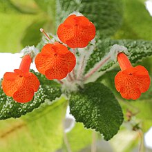 Göteborgs Botaniska Trädgård'daki Sinningia bullata (yakın çekim) .jpg