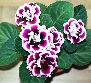 <i>Sinningia speciosa</i> Species of flowering plant