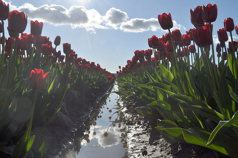 File:Skagit - Tulip Route 08A.jpg