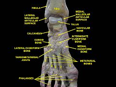 Ankle and tarsometarsal joints, showing bones of foot. Deep dissection.