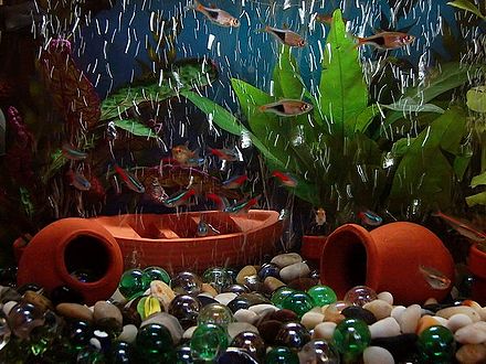 A very heavily stocked 19-liter aquarium containing Paracheirodon innesi, Trigonostigma heteromorpha, and Hemigrammus erythrozonus