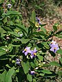 Solanum campylacanthum