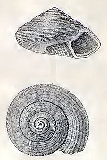 Solariella ornatissima 001.jpg