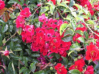 'Sommerabend', Best Shrub Rose 1998