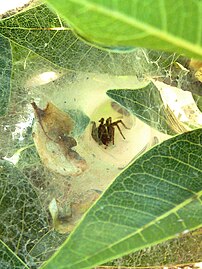 Sp in Phyxelididae, wyfie in webtonnel, Groenkloof NR, b.jpg