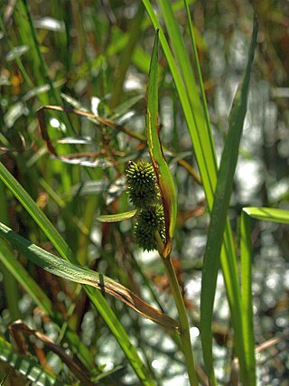 <i>Sparganium glomeratum</i> Species of aquatic plant