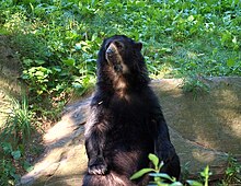 The spectacled bear is the only species found in South America. Spectacled Bear 161 (2).jpg