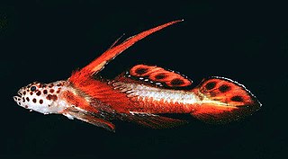 <i>Discordipinna griessingeri</i> Species of fish