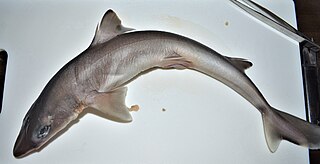 <span class="mw-page-title-main">Japanese spurdog</span> Species of shark