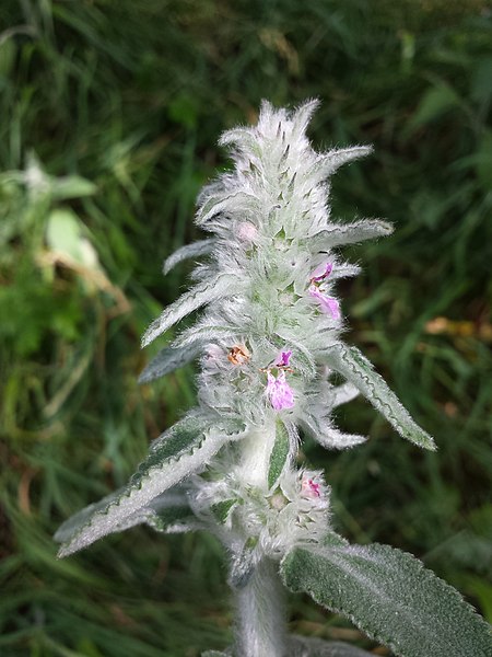 File:Stachys germanica (subsp. germanica) sl21.jpg