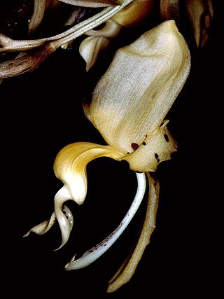 <i>Stanhopea frymirei</i> Species of orchid