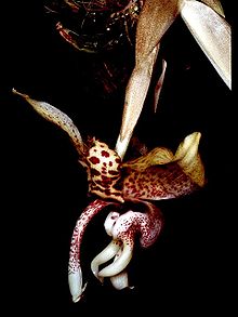 Stanhopea hernandezii Orchi 001.jpg