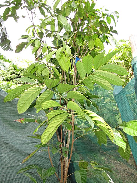 File:Starr-121108-0763-Lansium domesticum-habit-Pali o Waipio-Maui (24900532350).jpg