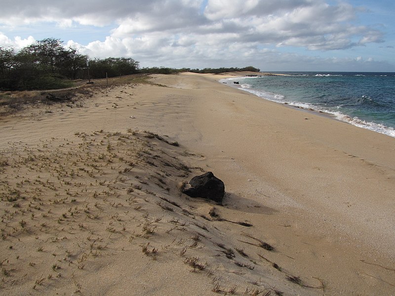 File:Starr-121220-1228-Cressa truxillensis-habit view beach-Keanakeiki-Kahoolawe (25105399501).jpg