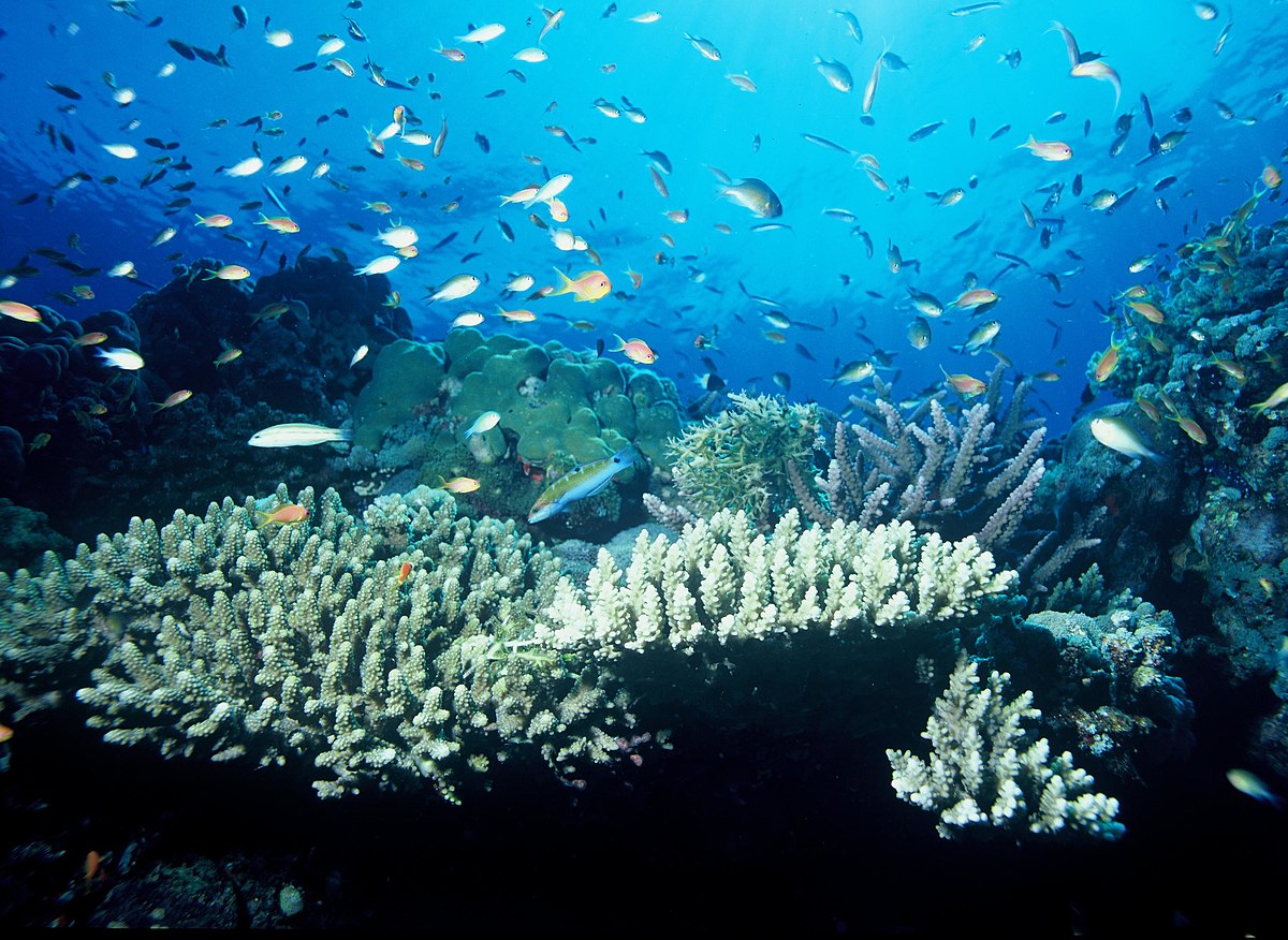 Шестиугольные кораллы. Образование рифов. Корали Руссье. Кораллы отряда фавозитида. Как образуются коралловые рифы