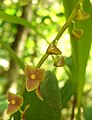 Stelis quinquenervia inflorescence Peru - Machu Picchu