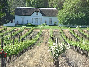 A vineyard in Franschhoek, Western Cape Stellenbosch-region.JPG