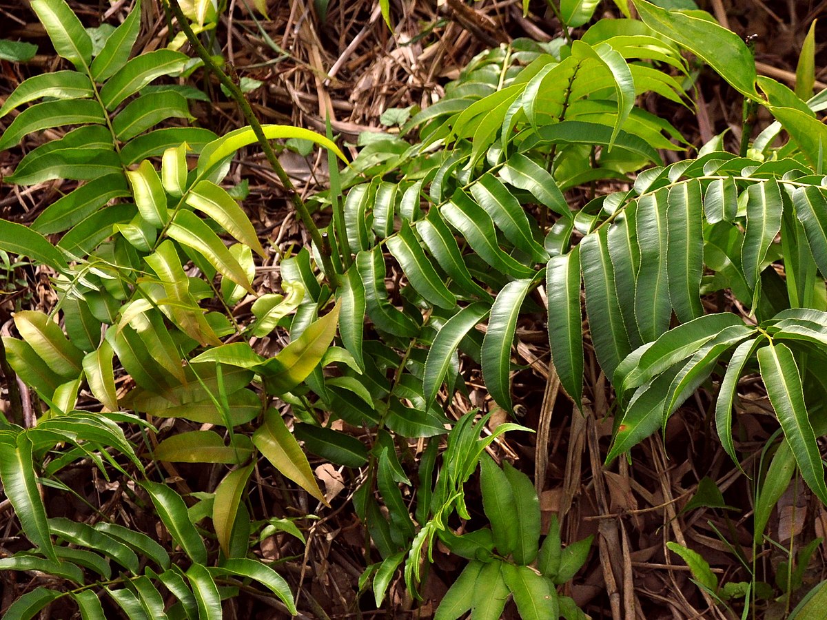 Lemidi Wikipedia Bahasa Indonesia Ensiklopedia Bebas