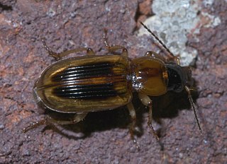 <i>Stenolophus comma</i> Species of beetle