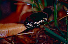 Stephen's Banded Snake (Hoplocephalus stephensii) close-up (10560105605).jpg