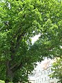 Pedunculate oak Blumenstraße 72 - List of natural monuments in Leipzig - Group of single trees No. 149.jpg