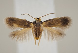 <i>Stigmella basiguttella</i> Species of moth