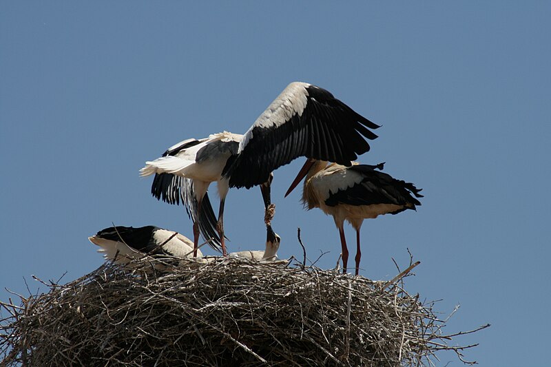 File:Stork nest Silves.JPG