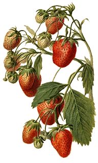 Breeding of strawberries Artificial selection of Fragaria