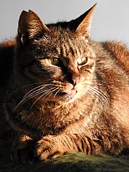 A stray cat resting by the river