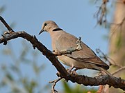 Streptopelia capicola