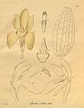 Sudamerlycaste costata (as syn. Lycaste costata) plate 292 in: H. G. Reichenbach: Xenia orchidacea - vol. 3 (1900)