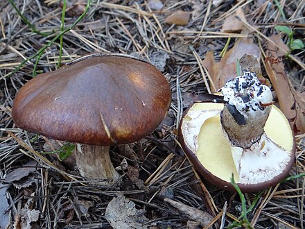 Масленок польский. Гриб Боровой масленок. Маслёнок обыкновенный (Suillus luteus). Маслёнок трентийский (Suillus tridentinus). Болетовые маслята свинушки.