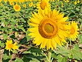 Sunflowers cultivated in Southern France 11.jpg