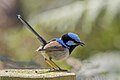 * Nomination Superb fairywren (Malurus cyaneus) male --Charlesjsharp 11:46, 29 February 2024 (UTC) * Promotion  Support Good quality. --JoachimKohler-HB 12:52, 29 February 2024 (UTC)