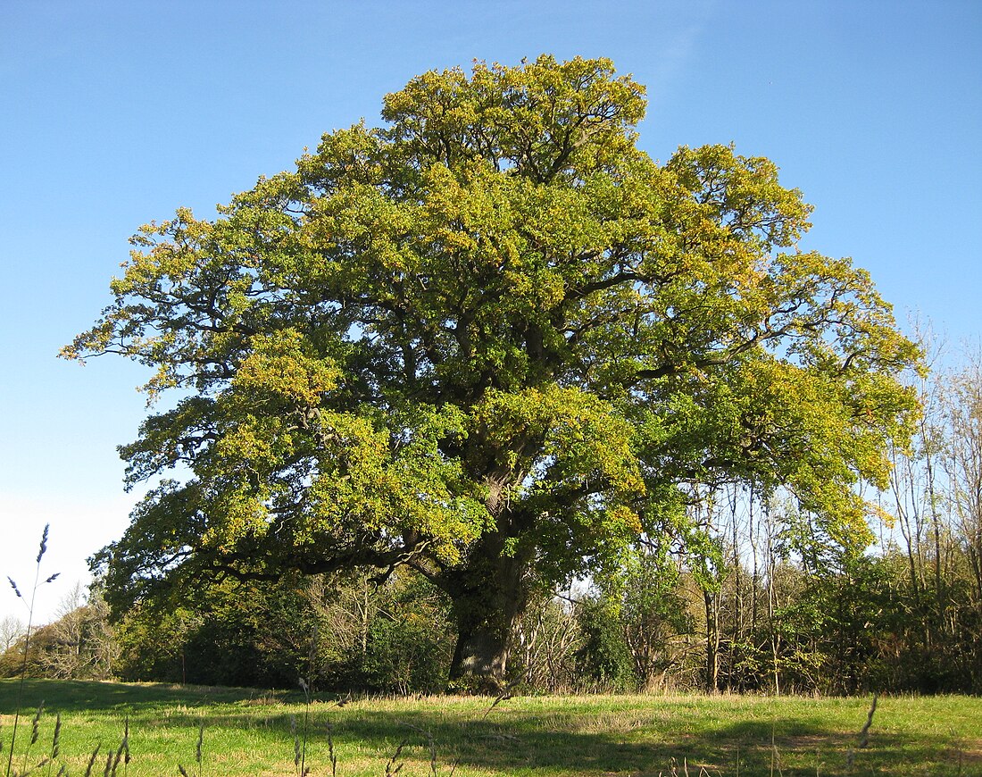 Quercus robur